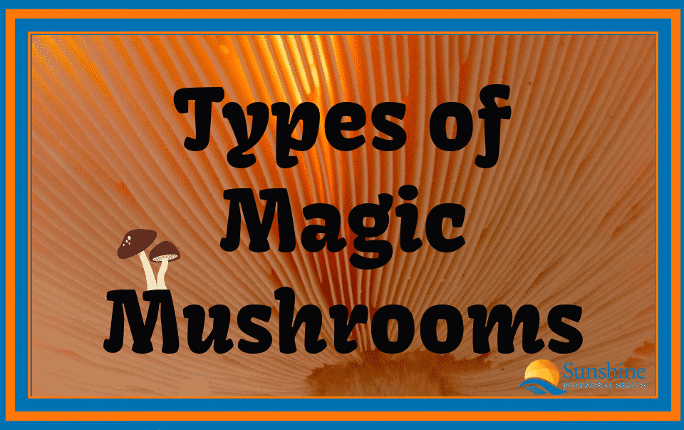 Types of Magic Mushrooms—Effects and Dangers